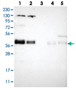 ZFPL1 Rabbit anti-Human, Polyclonal Antibody, Abnova 100&mu;L; Unlabeled:Antibodies,