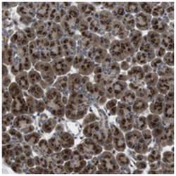 ZFPL1 Rabbit anti-Human, Polyclonal Antibody, Abnova 100&mu;L; Unlabeled:Antibodies,