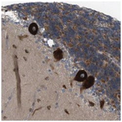 GJC3, Rabbit, Polyclonal Antibody, Abnova 100&mu;L; Unlabeled:Antibodies,