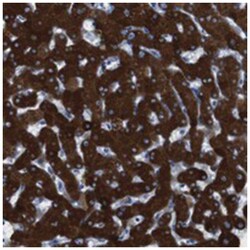 CYP2C19 Rabbit anti-Human, Polyclonal Antibody, Abnova 100 &mu;L | Buy Online | Abnova | Fisher Scientific