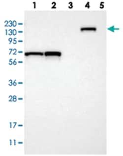 DENND4C Rabbit anti-Human, Polyclonal Antibody, Abnova 100&mu;L; Unlabeled:Antibodies,