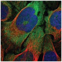 LRRC37B Rabbit anti-Human, Polyclonal Antibody, Abnova 100&mu;L; Unlabeled:Antibodies,