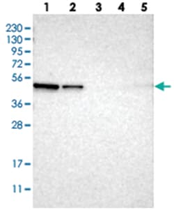 ERGIC3 Rabbit anti-Human, Polyclonal Antibody, Abnova 100&mu;L; Unlabeled:Antibodies,