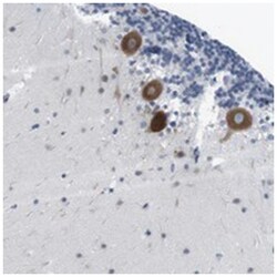 ERGIC3 Rabbit anti-Human, Polyclonal Antibody, Abnova 100&mu;L; Unlabeled:Antibodies,