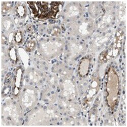 GPRC5B Rabbit anti-Human, Polyclonal Antibody, Abnova 100&mu;L; Unlabeled:Antibodies,