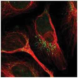 GPRC5B Rabbit anti-Human, Polyclonal Antibody, Abnova 100&mu;L; Unlabeled:Antibodies,