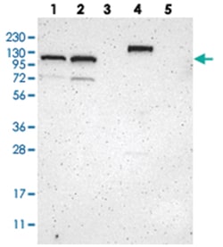 ZBTB11 Rabbit anti-Human, Polyclonal Antibody, Abnova 100&mu;L; Unlabeled:Antibodies,
