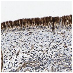 C12orf35 Rabbit anti-Human, Polyclonal Antibody, Abnova 100&mu;L; Unlabeled:Antibodies,