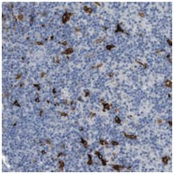 TIMD4 Rabbit anti-Human, Polyclonal Antibody, Abnova 100 &mu;L | Buy Online | Abnova Corporation | Fisher Scientific