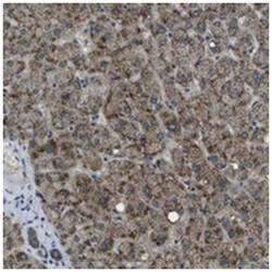 APOBEC4 Rabbit anti-Human, Polyclonal Antibody, Abnova 100 &mu;L | Buy Online | Abnova Corporation | Fisher Scientific