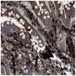 HSPA12B Rabbit anti-Human, Polyclonal Antibody, Abnova 100&mu;L; Unlabeled:Antibodies,