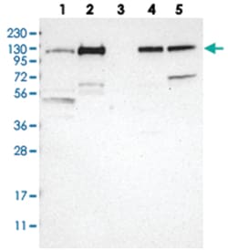 KANK2 Rabbit anti-Human, Mouse, Polyclonal Antibody, Abnova 100&mu;L; Unlabeled:Antibodies,