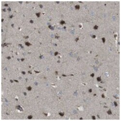 KANK2 Rabbit anti-Human, Mouse, Polyclonal Antibody, Abnova 100&mu;L; Unlabeled:Antibodies,