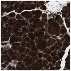 GP2 Rabbit anti-Human, Polyclonal Antibody, Abnova 100 &mu;L | Buy Online | Abnova Corporation | Fisher Scientific