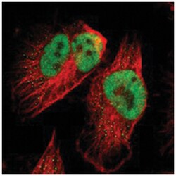 SPEN, Rabbit, Polyclonal Antibody, Abnova 100&mu;L; Unlabeled:Antibodies,