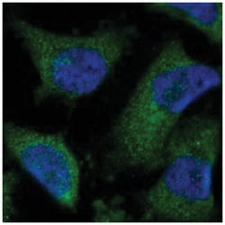 CISD2 Rabbit anti-Human, Polyclonal Antibody, Abnova 100 &mu;L | Buy Online | Abnova Corporation | Fisher Scientific