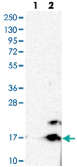 CISD2 Rabbit anti-Human, Polyclonal Antibody, Abnova 100 &mu;L | Buy Online | Abnova Corporation | Fisher Scientific