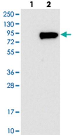 WSCD1, Rabbit, Polyclonal Antibody, Abnova 100&mu;L; Unlabeled:Antibodies,