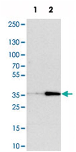 ERGIC3 Rabbit anti-Human, Mouse, Rat, Polyclonal Antibody, Abnova 100&mu;L;