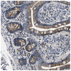ERGIC3 Rabbit anti-Human, Mouse, Rat, Polyclonal Antibody, Abnova 100&mu;L;