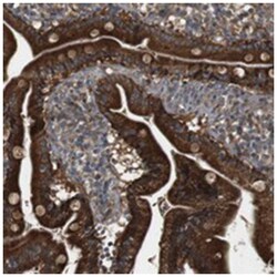 IFFO2, Rabbit, Polyclonal Antibody, Abnova 100&mu;L; Unlabeled:Antibodies,