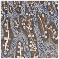 PERLD1, Rabbit, Polyclonal Antibody, Abnova 100&mu;L; Unlabeled:Antibodies,
