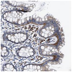 ZDHHC3, Rabbit, Polyclonal Antibody, Abnova 100 &mu;L | Buy Online | Abnova Corporation | Fisher Scientific