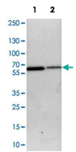 SLC15A4, Rabbit, Polyclonal Antibody, Abnova 100 &mu;L | Buy Online | Abnova Corporation | Fisher Scientific