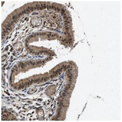 SLC15A4, Rabbit, Polyclonal Antibody, Abnova 100 &mu;L | Buy Online | Abnova Corporation | Fisher Scientific