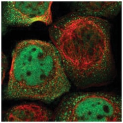 HNRNPH2 Rabbit anti-Human, Mouse, Rat, Polyclonal Antibody, Abnova 100&mu;L;