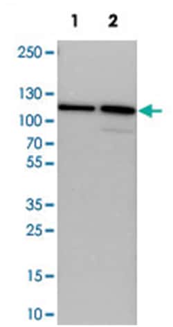 STRN Rabbit anti-Human, Mouse, Rat, Polyclonal Antibody, Abnova 100 &mu;L | Buy Online | Abnova Corporation | Fisher Scientific
