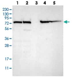 LPP Rabbit anti-Human, Mouse, Rat, Polyclonal Antibody, Abnova 100 &mu;L | Buy Online | Abnova Corporation | Fisher Scientific
