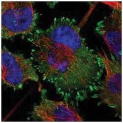 LPP Rabbit anti-Human, Mouse, Rat, Polyclonal Antibody, Abnova 100 &mu;L | Buy Online | Abnova Corporation | Fisher Scientific