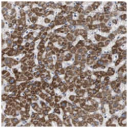MARC2. Rabbit anti-Human, Polyclonal Antibody, Abnova 100&mu;L; Unlabeled:Antibodies,