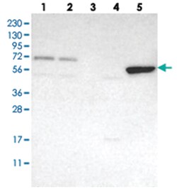 FAM73A, Rabbit, Polyclonal Antibody, Abnova 100&mu;L; Unlabeled:Antibodies,