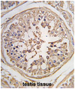 PUM1, Rabbit, Polyclonal Antibody, Abnova 400&mu;L; Unlabeled:Antibodies,