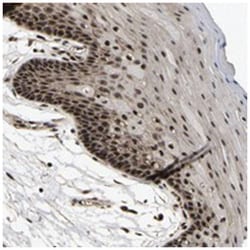 CIAO1, Rabbit, Polyclonal Antibody, Abnova 100 &mu;L | Buy Online | Abnova Corporation | Fisher Scientific