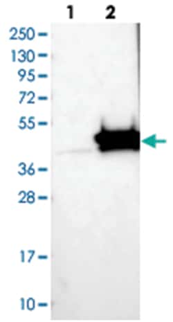 CIAO1, Rabbit, Polyclonal Antibody, Abnova 100 &mu;L | Buy Online | Abnova Corporation | Fisher Scientific