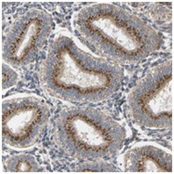 YIPF4, Rabbit, Polyclonal Antibody, Abnova 100&mu;L; Unlabeled:Antibodies,