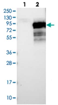 PALMD, Rabbit, Polyclonal Antibody, Abnova 100&mu;L; Unlabeled:Antibodies,