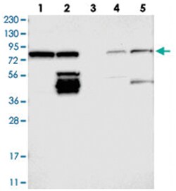 ITPRIPL1, Rabbit, Polyclonal Antibody, Abnova 100 &mu;L | Buy Online | Abnova Corporation | Fisher Scientific