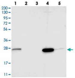SIGMAR1 Rabbit anti-Human, Polyclonal Antibody, Abnova 100&mu;L; Unlabeled:Antibodies,