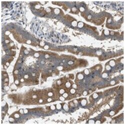 SIGMAR1 Rabbit anti-Human, Polyclonal Antibody, Abnova 100&mu;L; Unlabeled:Antibodies,