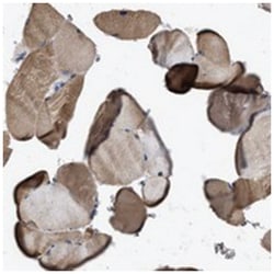 ITSN1, Rabbit, Polyclonal Antibody, Abnova 100&mu;L; Unlabeled:Antibodies,