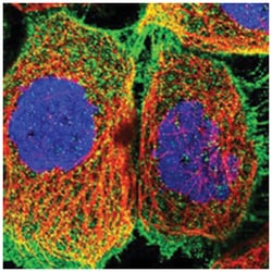 ITSN1, Rabbit, Polyclonal Antibody, Abnova 100&mu;L; Unlabeled:Antibodies,