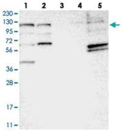 C10orf118 Rabbit anti-Human, Polyclonal Antibody, Abnova 100 &mu;L | Buy Online | Abnova Corporation | Fisher Scientific