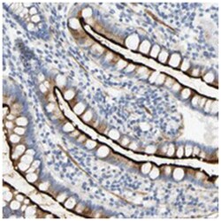 SLC30A7, Rabbit, Polyclonal Antibody, Abnova 100&mu;L; Unlabeled:Antibodies,