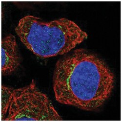 SLC30A7, Rabbit, Polyclonal Antibody, Abnova 100&mu;L; Unlabeled:Antibodies,