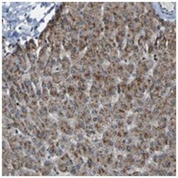 SVOPL, Rabbit, Polyclonal Antibody, Abnova 100&mu;L; Unlabeled:Antibodies,