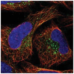 TMEM77, Rabbit, Polyclonal Antibody, Abnova 100&mu;L; Unlabeled:Antibodies,